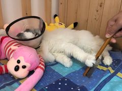 -芭比堂动物医院·24小时·眼科中心(深圳中心)