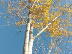 -大兴滨河森林公园