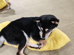 -逗柴咖啡屋·狗咖猫咖宠物桌游