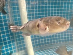 -肥福排档(星光店)