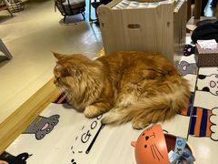 -藏猫猫咖啡主题馆(中央大道店)