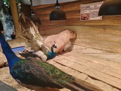 -Zoolung Zoolung动物主题公园(海信广场店)