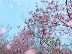 -天适樱花悠乐园