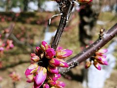 -海棠花溪(元大都城垣遗址公园)