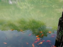 -祁门牯牛降观音堂风景区