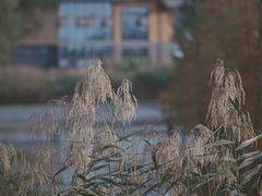 -白鹭湾湿地公园