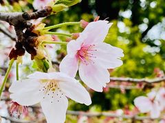 -顾村公园