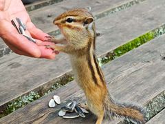 -五营红松林海景区