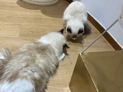-1013 PET SHOP精品宠物商店(丁香店)