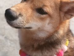 -柴犬高等学院·狗咖·柴犬售卖·宠物训练