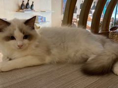 -飞行喵MR PILOT|猫舍·猫咖(静安大融城店)
