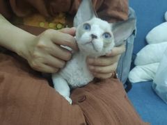 -山宅一喵德文卷毛猫舍