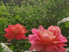 -莲花池公园