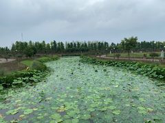 -荷兰花海