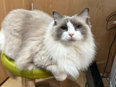 -MOCHA明星猫咖(田子坊店)