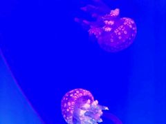 -福州罗源湾海洋世界旅游区