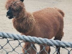 -大连森林动物园