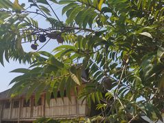 -西双版纳傣族园