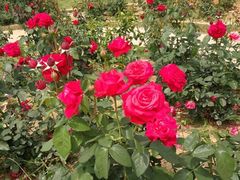 -武汉紫薇都市田园