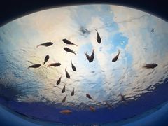 -欢乐海岸海洋奇梦馆