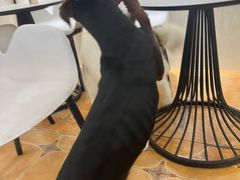 -Let's go狗咖·猫咖·奶狗·桌游(春熙路IFS店)