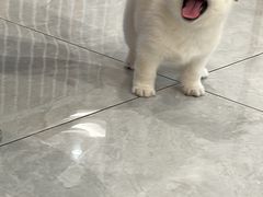 -柴犬小屋·柴餐厅·狗咖食堂(金鼎广场店)