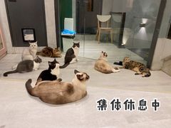 -猫儿山۰猫主题餐厅