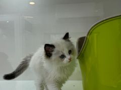 -青奢宠物·青奢猫舍