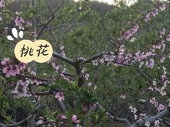 -清东陵