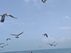 -老妈疙瘩汤·平价海鲜专门店·老威海菜(渔港路店)