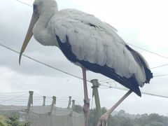 -新加坡飞禽公园