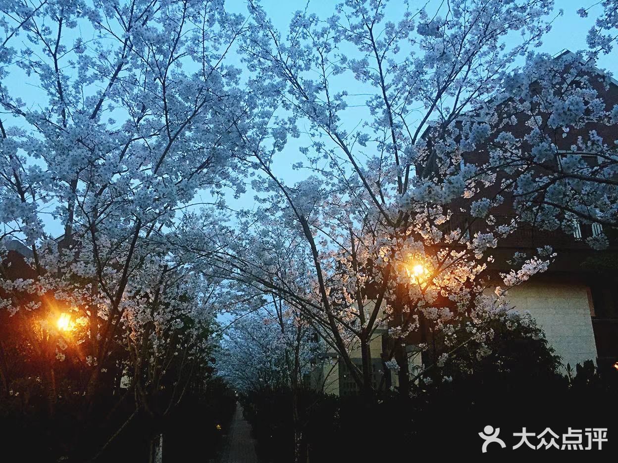 南西商圈的樱花和郁金香🌷让你幸福了吗？