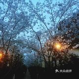 南西商圈的樱花和郁金香🌷让你幸福了吗？