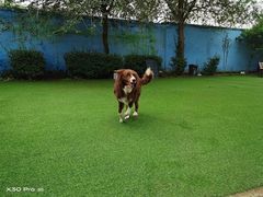 -宠物寄养训练学校