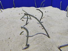 -上海海洋水族馆