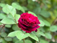 -陆家嘴中心绿地