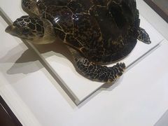 -青岛贝壳博物馆