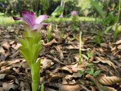 -中国科学院西双版纳热带植物园
