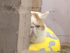 -喵屿·大理花园猫咖