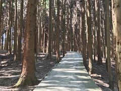 -武陵山森林公园