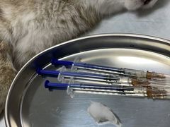 -千城康桥宠物医院·猫科·骨科·心脏