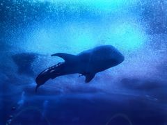 -珠海长隆海洋王国