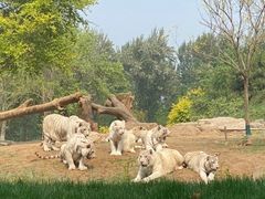 -北京野生动物园