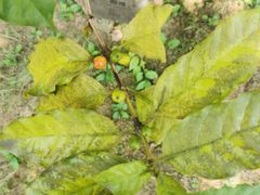 -广州神农草堂中医药博物馆