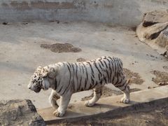 -石家庄市动物园