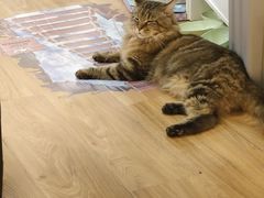 -COLOR PETS 撸猫馆·购猫·猫咖(长风大悦城店)