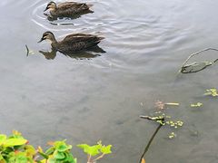 -墨尔本皇家植物园