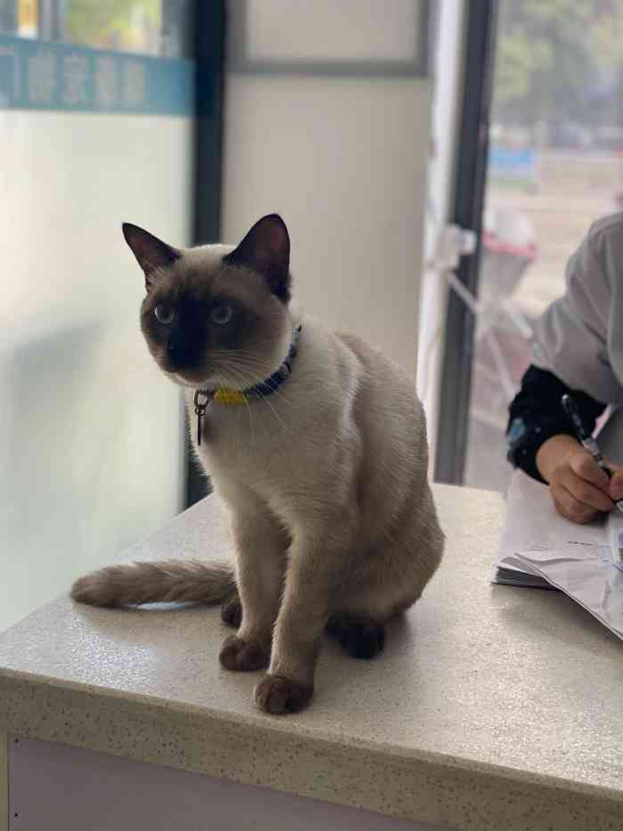 瑞康宠物医院-"【项目】疾病诊断 | 疾病治疗我家猫咪.