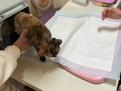 -宠爱国际动物医院· 猫科· 外科·中兽医(长白店)