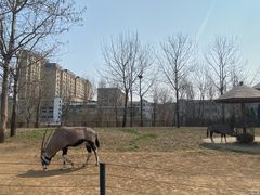 -大连森林动物园